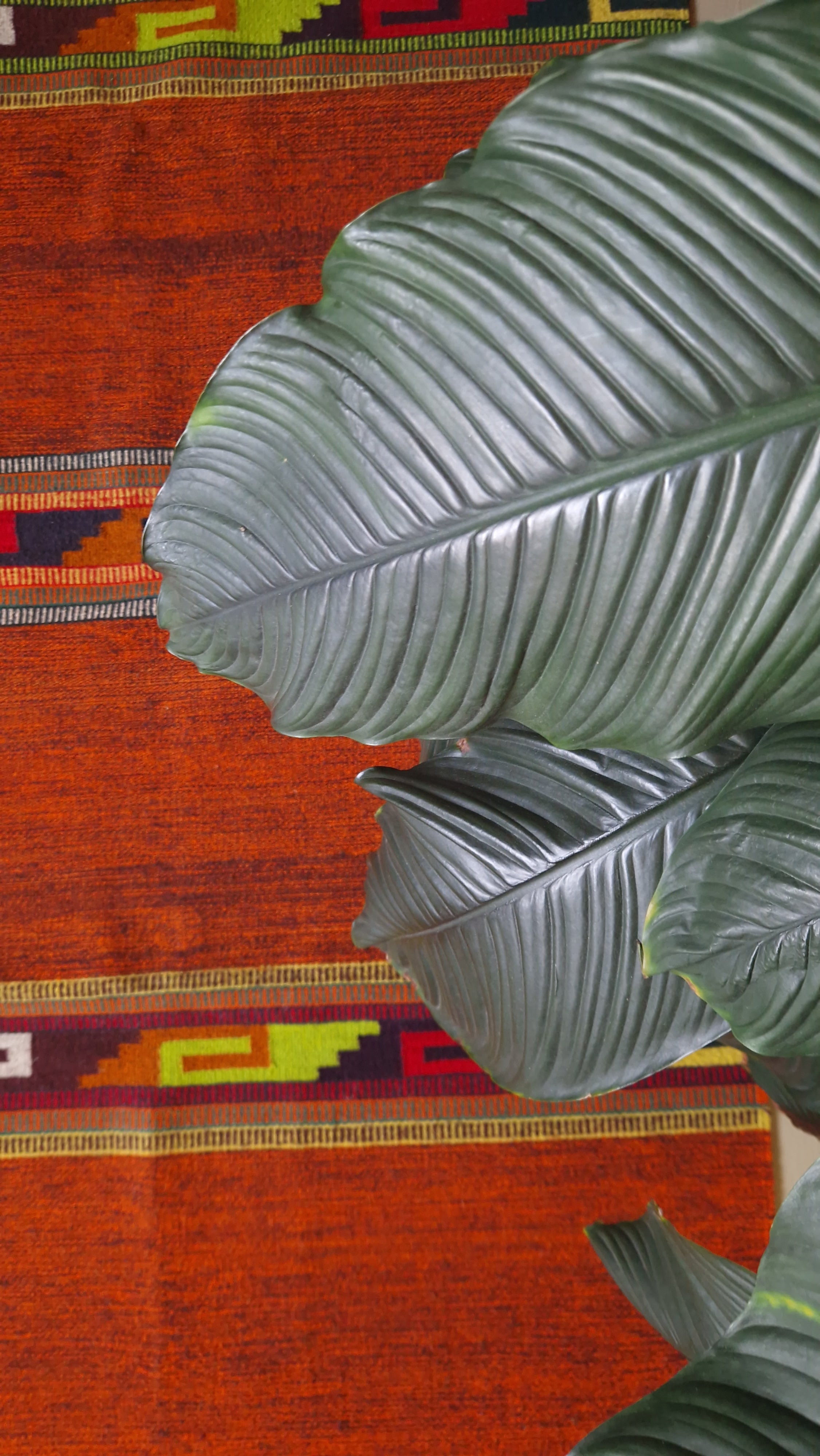 Tapis en laine Oaxaca - Ozolotepec