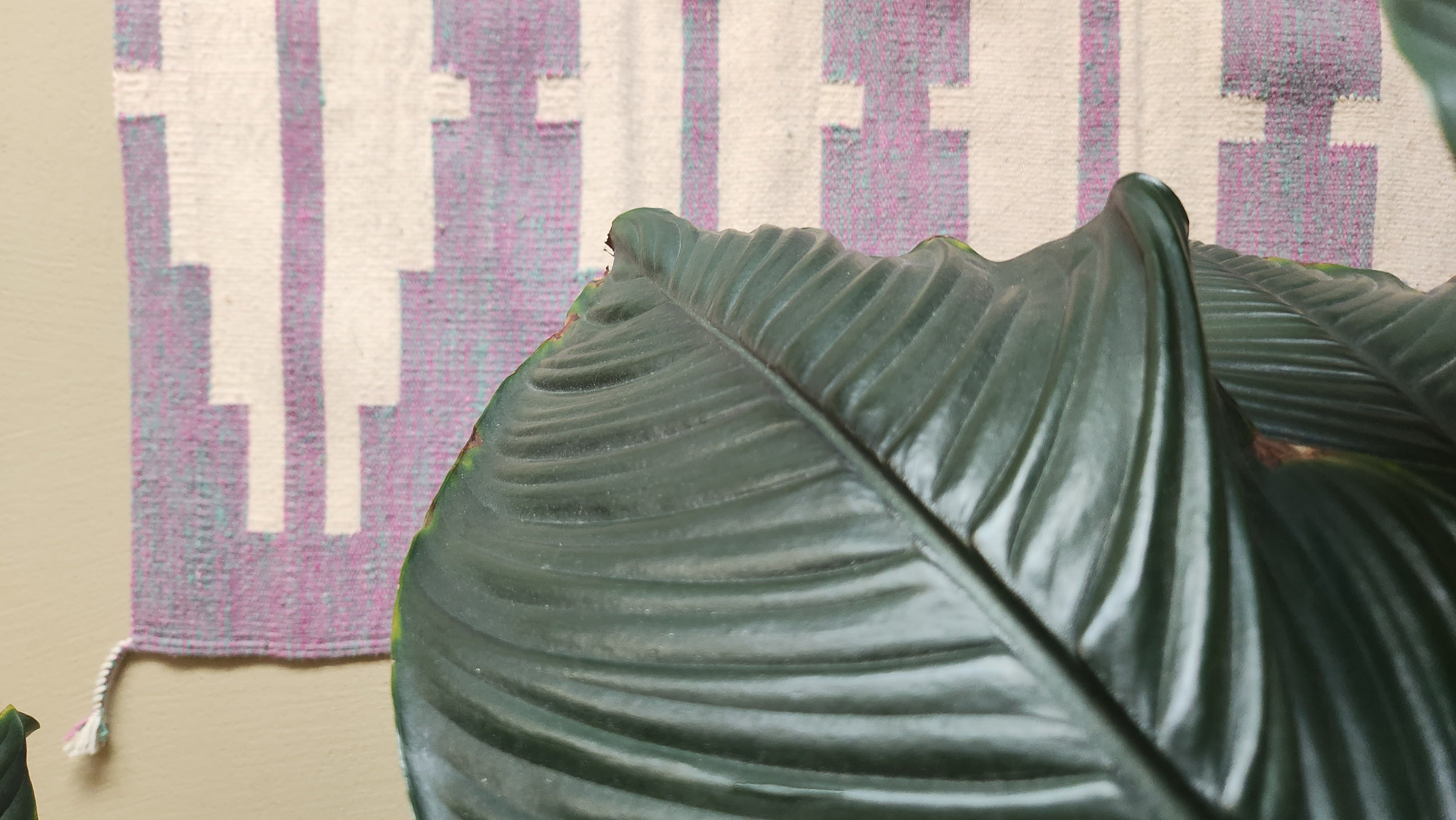 Tapis en laine Oaxaca - Ozolotepec