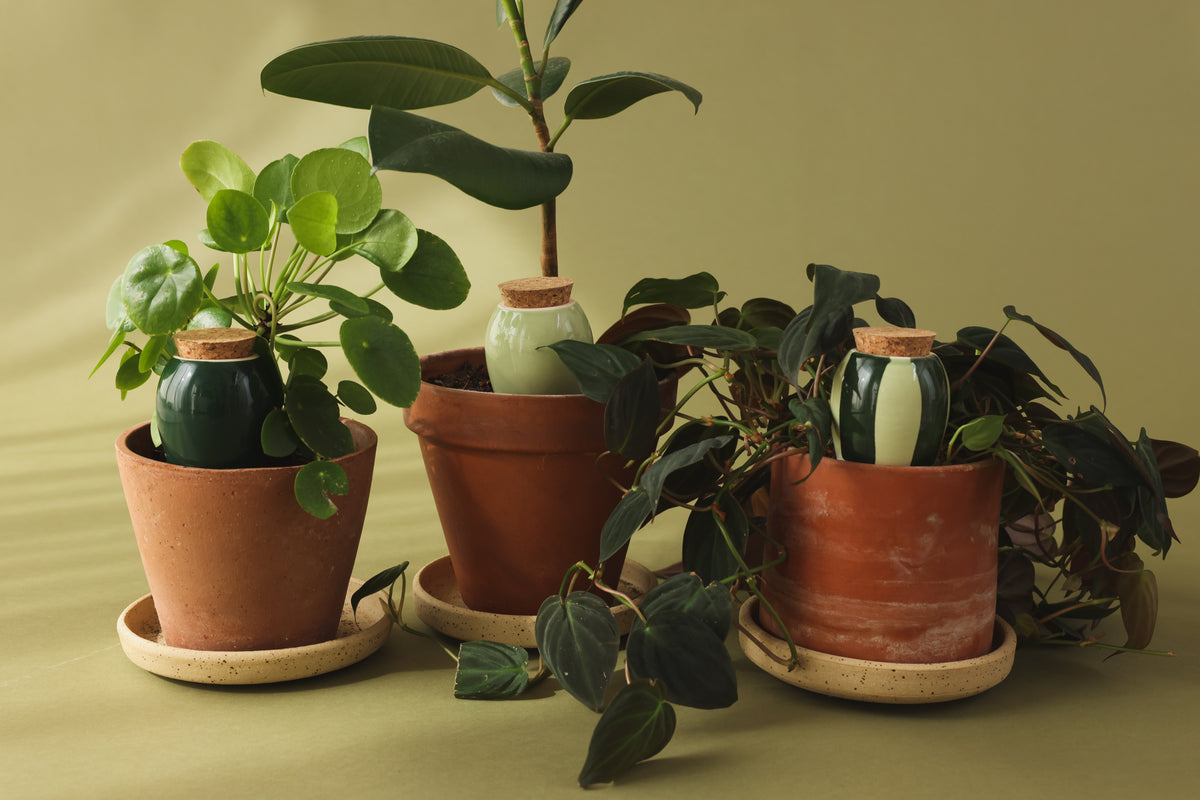 Mini Olla Trio Selbstbewässerungssystem