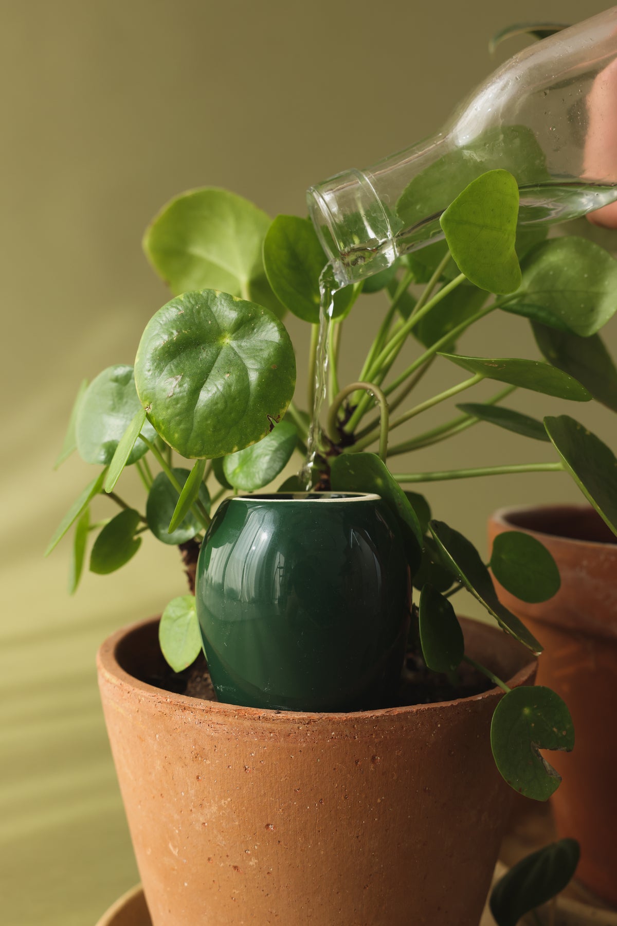 Mini Olla Trio Selbstbewässerungssystem