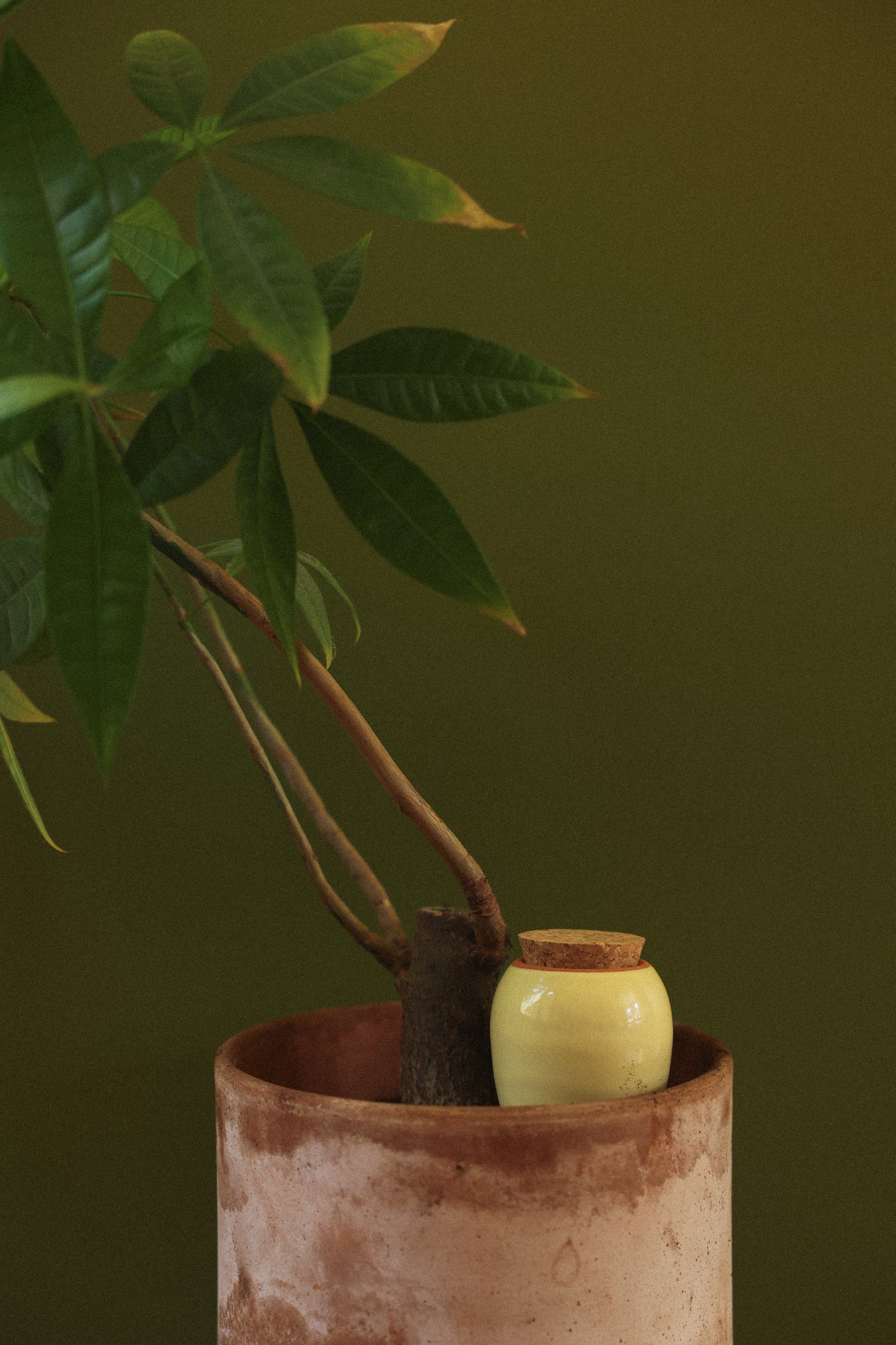 Mini Olla Trio Selbstbewässerungssystem