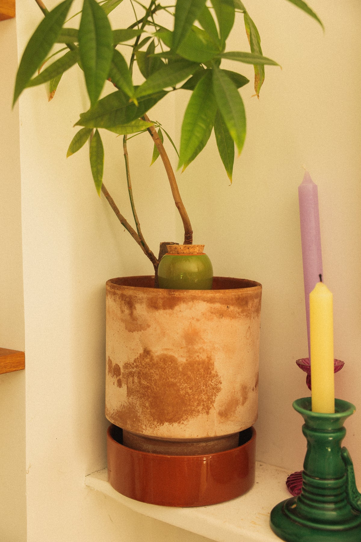 Mini Olla Trio Selbstbewässerungssystem