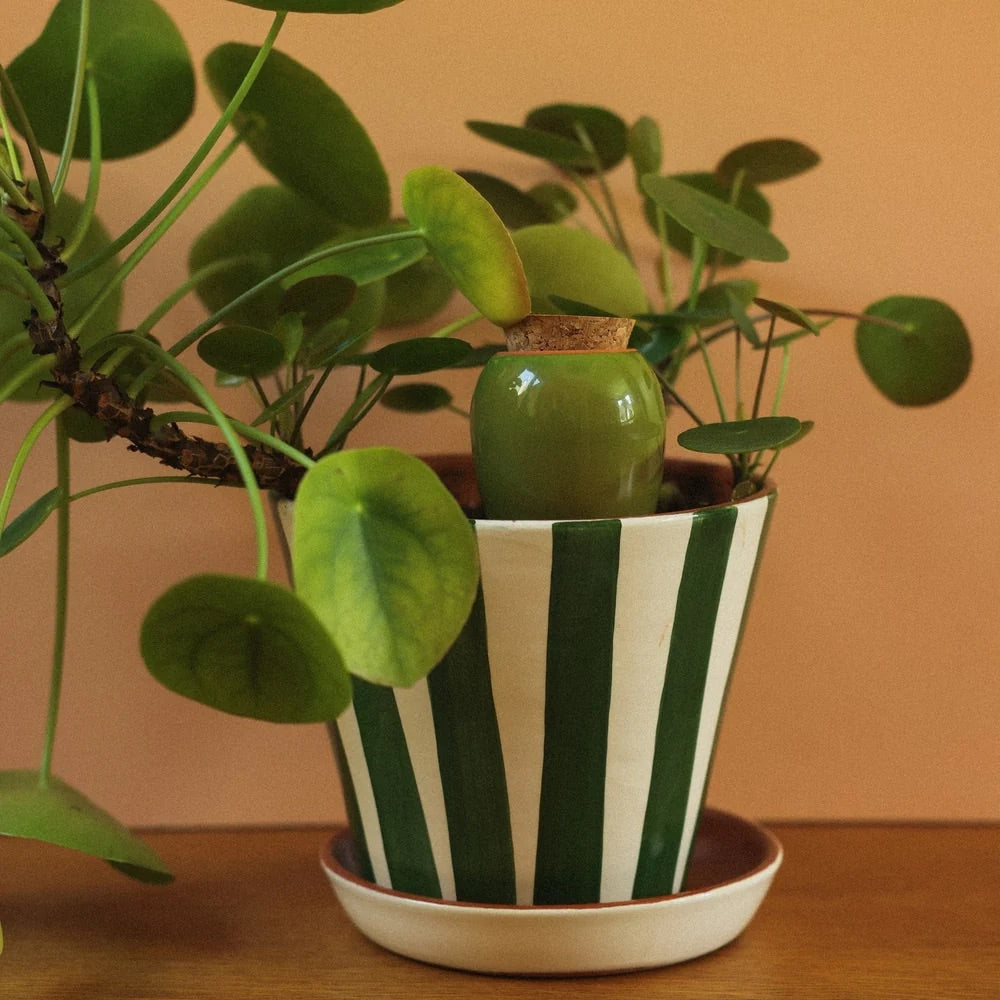 Mini Olla Trio Selbstbewässerungssystem