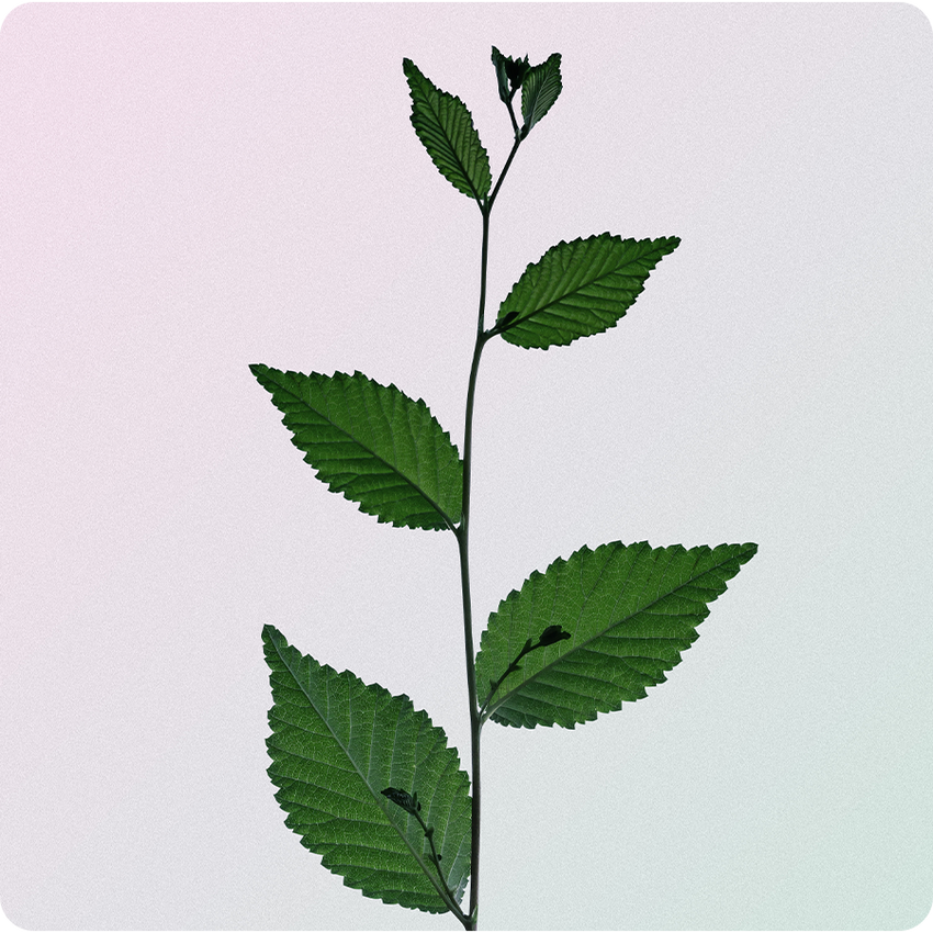 Natürliche Mundspülung - Botanical Bouche